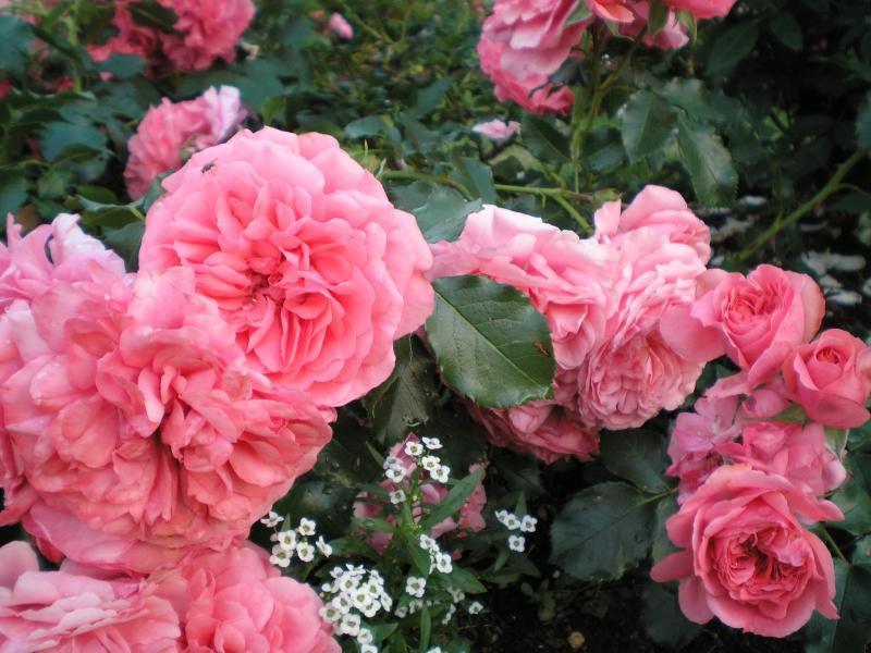 Roniroos Rosarium Uetersen on suureõieline roniroos.