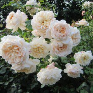 Põõsasroos Lichfield Angel