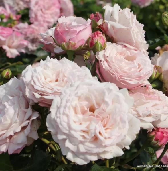 Peenraroos Rosenfaszination