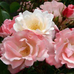 Peenraroos Roseromantick