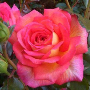 Peenraroos Parfum de Grasse