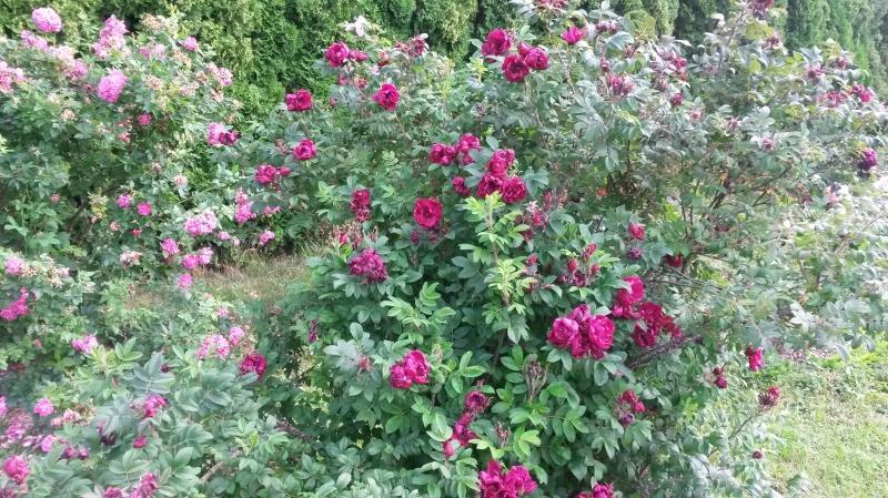 Pargiroos Rotes Phaenomen, HRg - Image 2