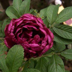 Pargiroos Rotes Phaenomen