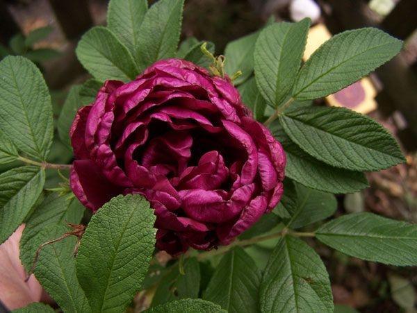 Pargiroos Rotes Phaenomen