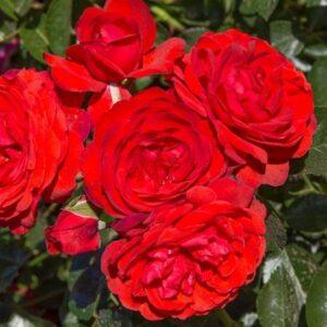 Peenraroos Scarlet Bonica