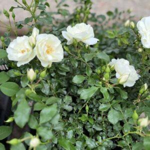 Pinnakatteroos Schneeflocke