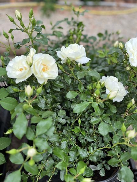 Pinnakatteroos Schneeflocke