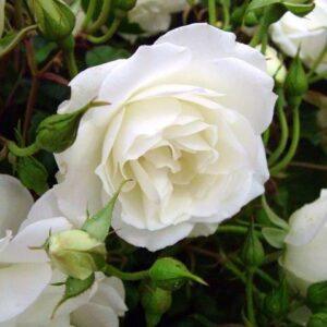 Peenraroos Schneewittchen