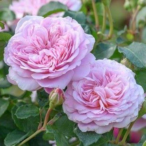 Põõsasroos Silas Marner