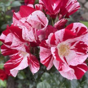 Pinnakatteroos Simsalabim