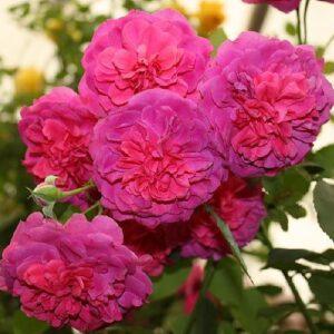 Roosipuu Sir John Betjeman