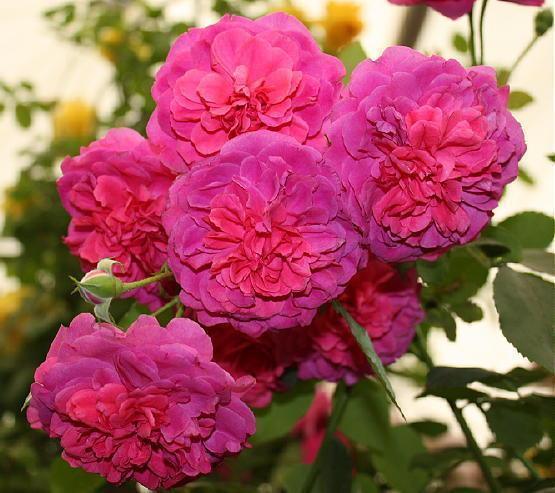 Roosipuu Sir John Betjeman