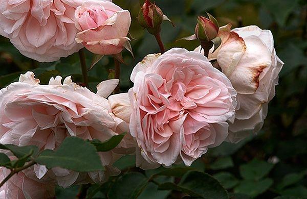 Pargiroos Souvenir de la Malmaison