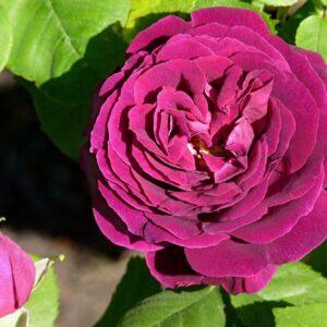 Pargiroos Souvenir du Docteur Jamain