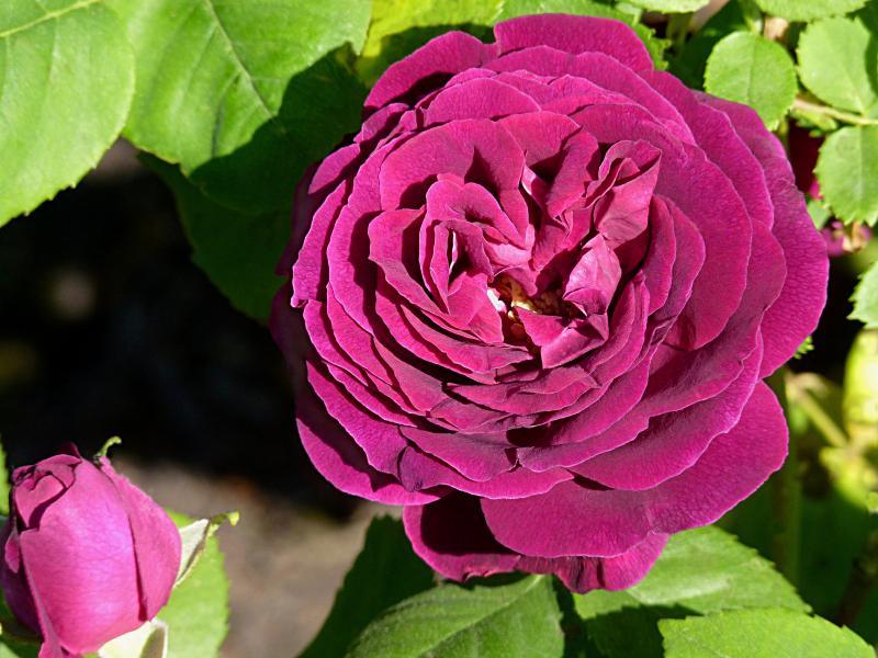 Pargiroos Souvenir du Docteur Jamain