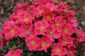 Pinnakatteroos Stadt Rome