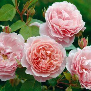 Põõsasroos Strawberry Hill