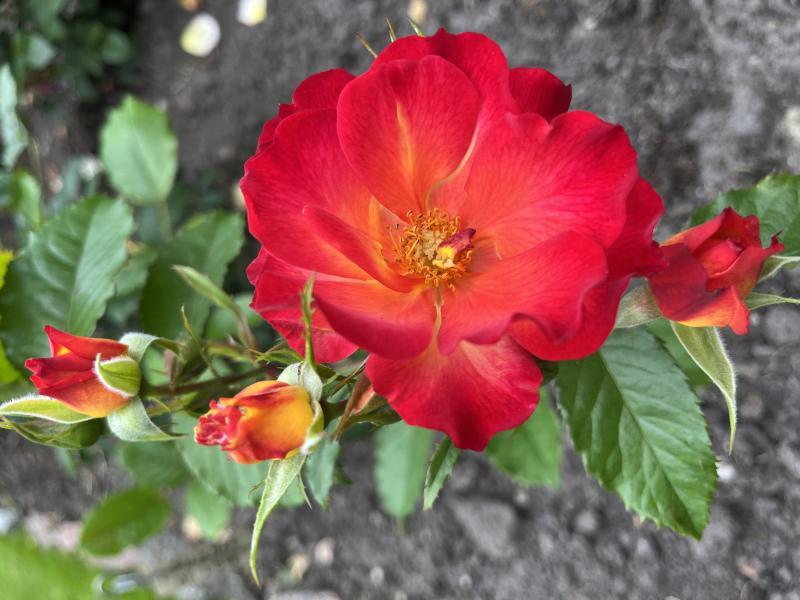 Peenraroor Summer of Love