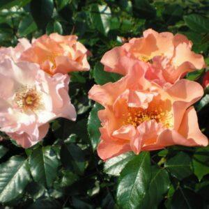 Roniroos Summer Wine