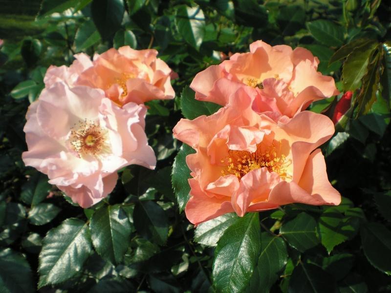 Roniroos Summer Wine