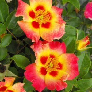 Peenraroos Sunshine Babylon Eyes