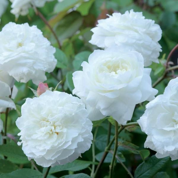 Põõsasroos Susan Williams-Ellis