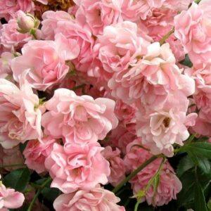 Pinnakatteroos The Fairy