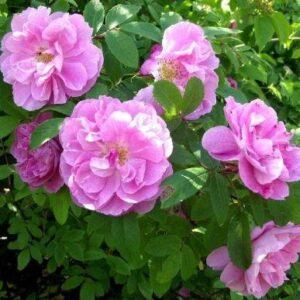 Pargiroos Thérèse Bugnet