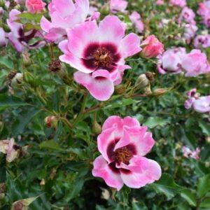 Peenraroos Trendy Babylon Eyes