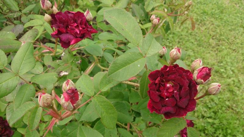 Pargiroos Tuscany / Old Velvet Rose, G - Image 2