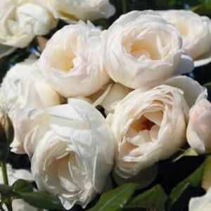 Roniroos Uetersen Klosterrose