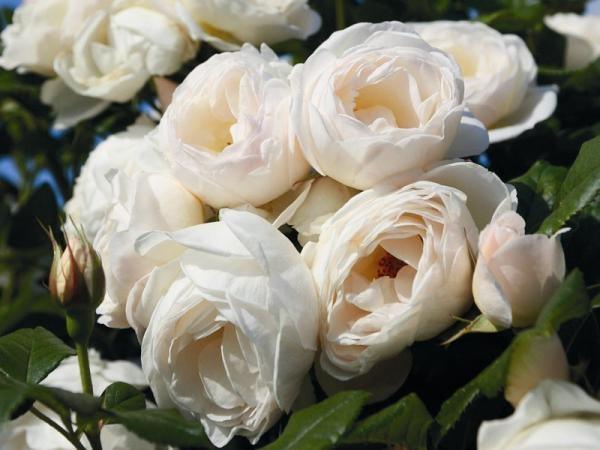 Roniroos Uetersen Klosterrose