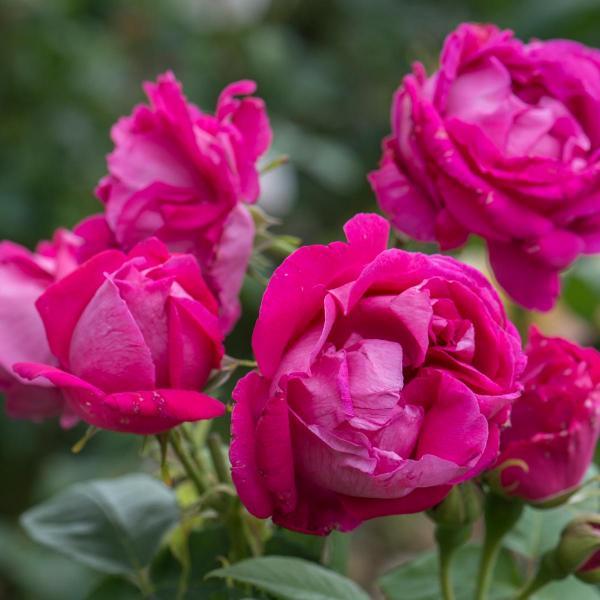 Pargiroos Ulrich Brunner Fils