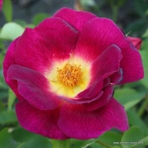 Pinnakatteroos Weg der Sinne