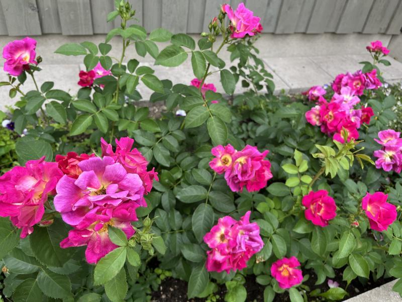 Pinnakatteroos Weg der Sinne, S(Bod)  ADR - Image 2