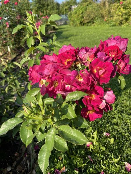 Pinnakatteroos Weg der Sinne, S(Bod)  ADR - Image 3