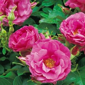 Pargiroos Wild Edric