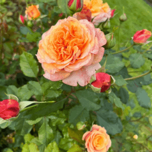 põõsasroos La Villa Cotta