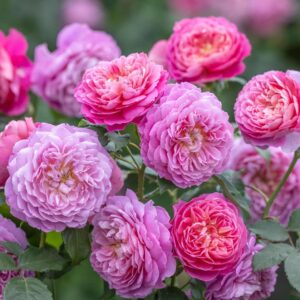 Põõsasroos EMMA BRIDGEWATER