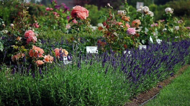 peenraroos boticcelli