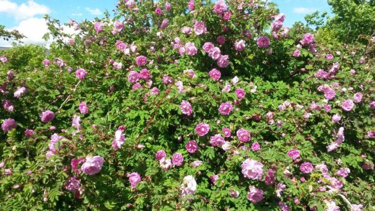 põltsamaa roosaiaed wasagaming