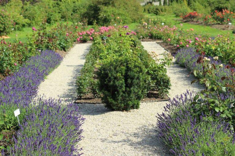 põltsamaa roosiaed lavendlid