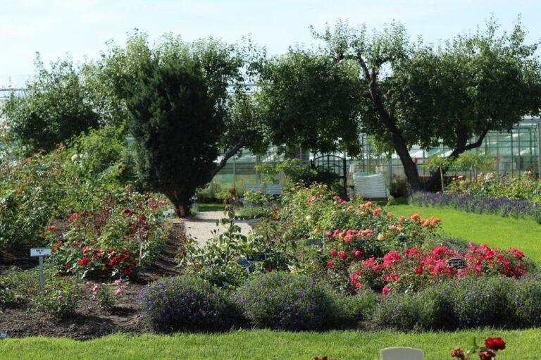 põltsamaa roosiaed punased roosid