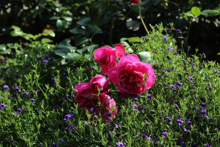 põltsamaa roosiaed roosa roos