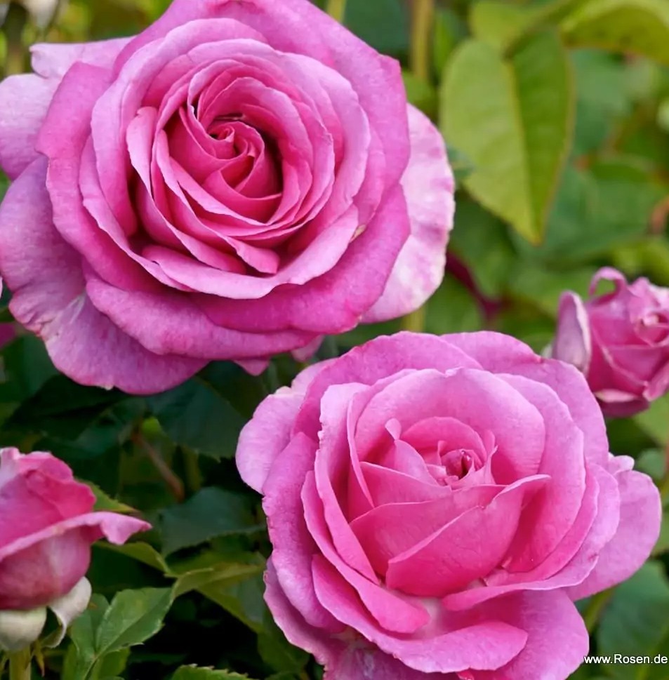 Peenraroos Carmen Würth