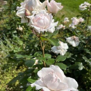 Peenraroos Constanze Mozart