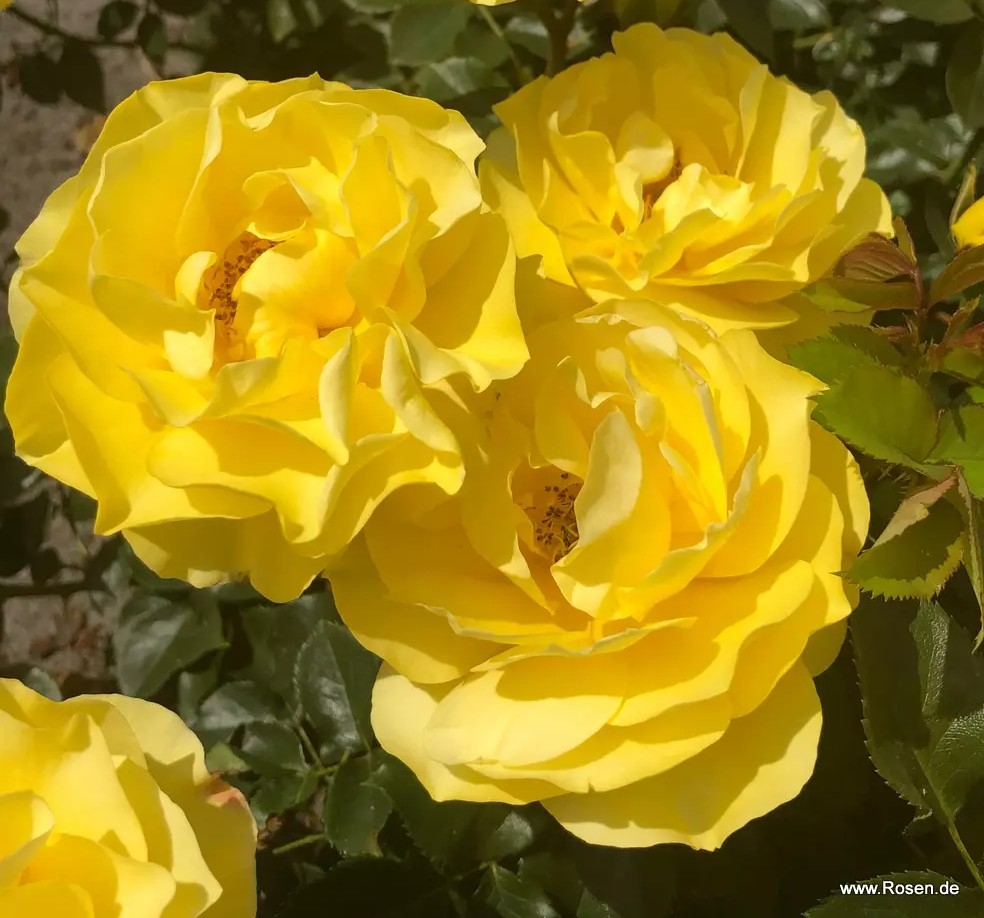 Peenraroos Here Comes the Sun, F Kordes 2024