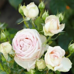 Peenraroos Madame Anistetti