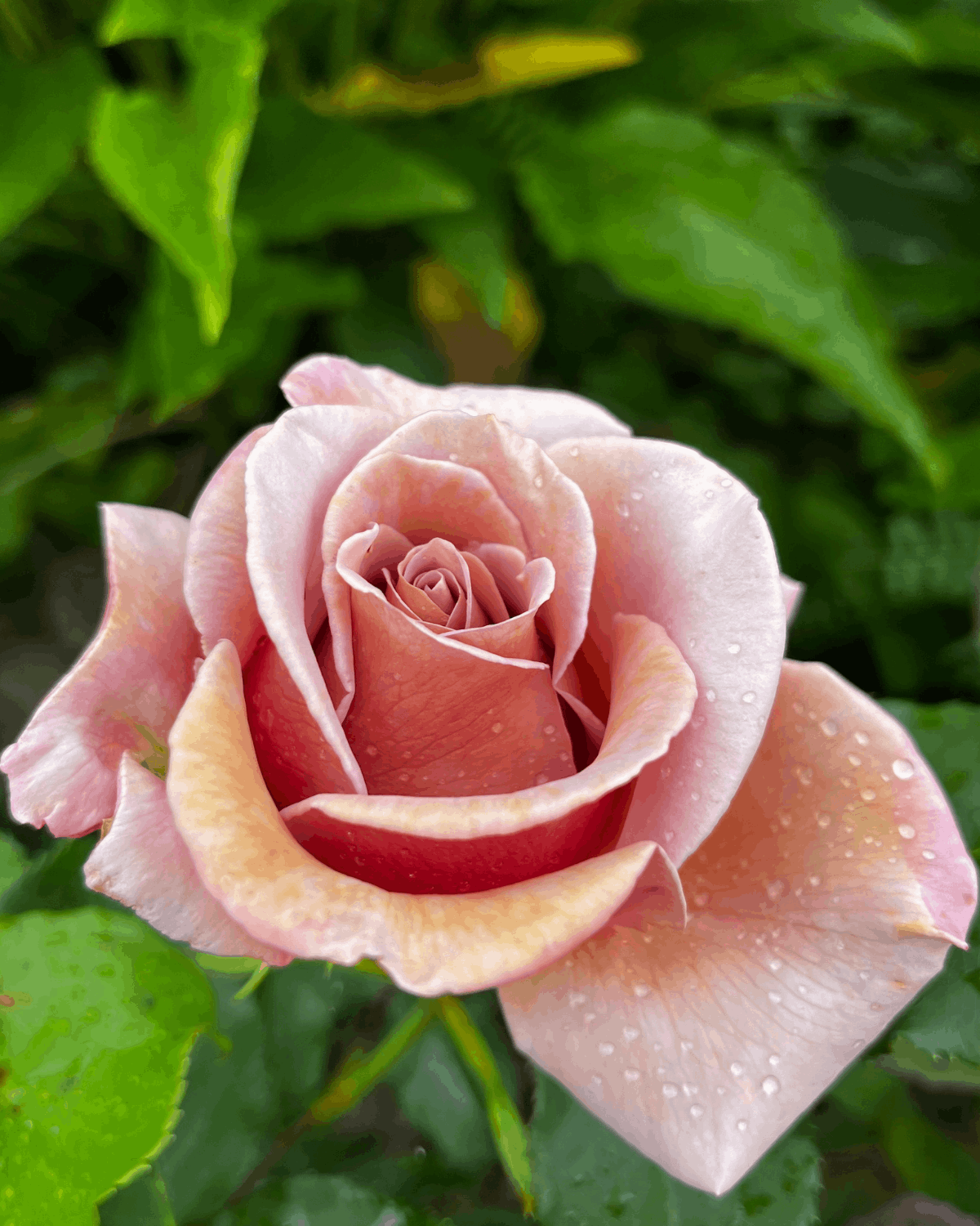 peenraroos Koko Loko