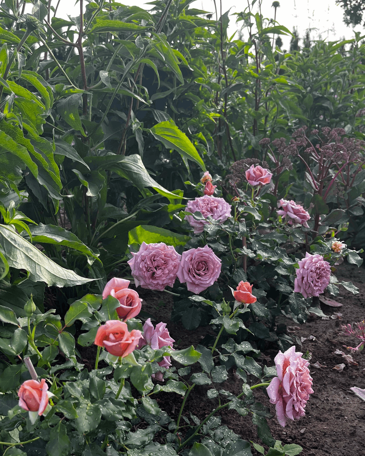 peenraroos Koko Loko 2